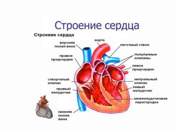 сердце строение здоровье медицина хирургия информация 